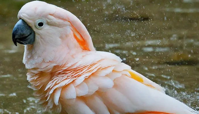 Moluccan Cockatoo