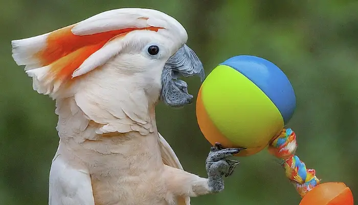 Moluccan Cockatoo