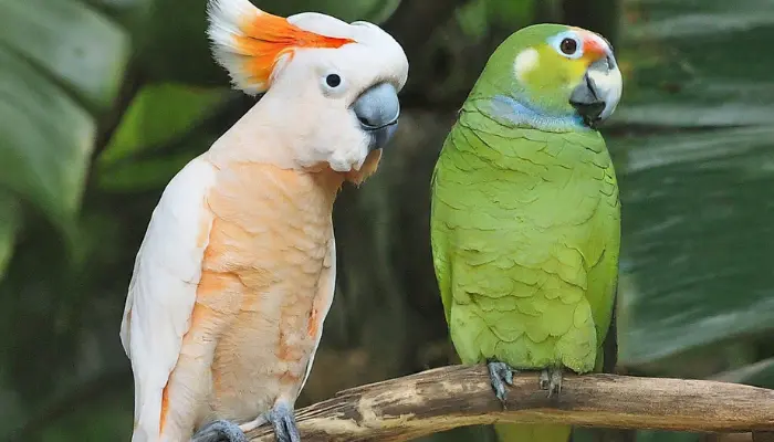 Moluccan Cockatoo