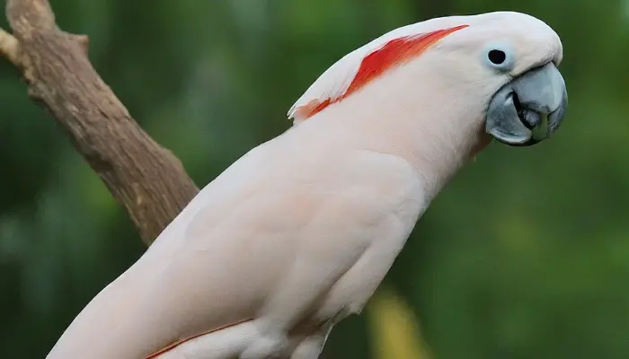 Moluccan Cockatoo