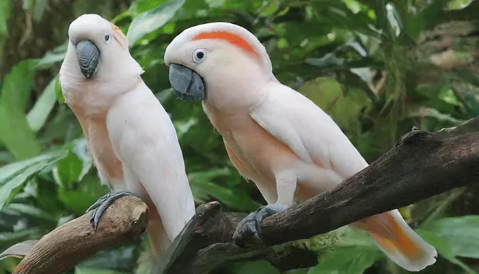 Moluccan Cockatoo