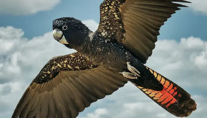 Red-Tailed Black Cockatoo