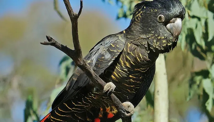 Red-Tailed Black Cockatoo