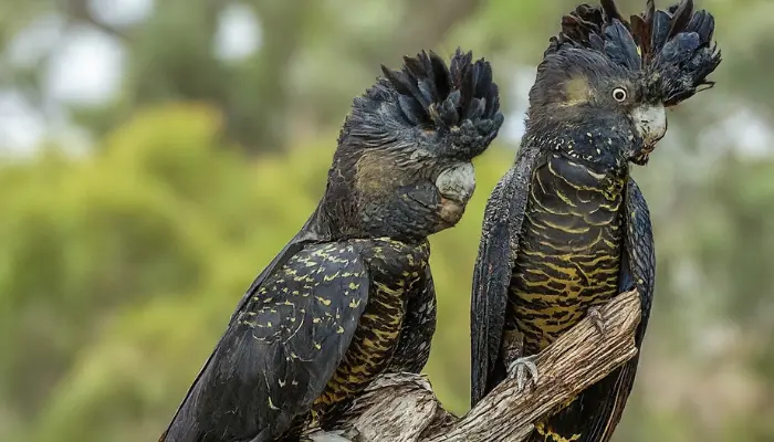 Red-Tailed Black Cockatoo