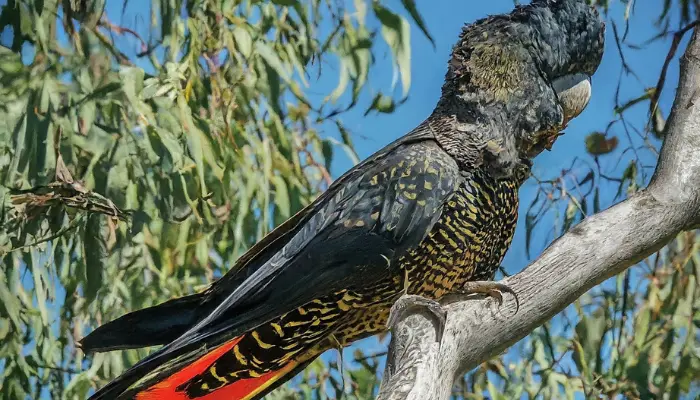 Red-Tailed Black Cockatoo