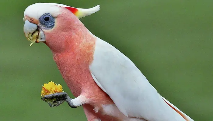 Red-vented Cockatoo