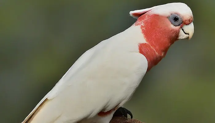 Red-vented Cockatoo