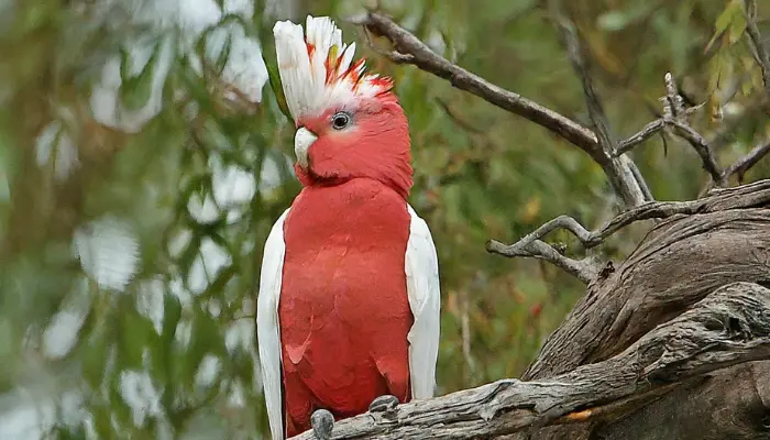 Red-vented Cockatoo