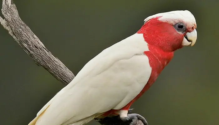 Red-vented Cockatoo