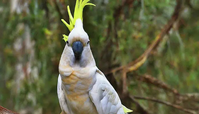 Sulfur-crested Cockatoo