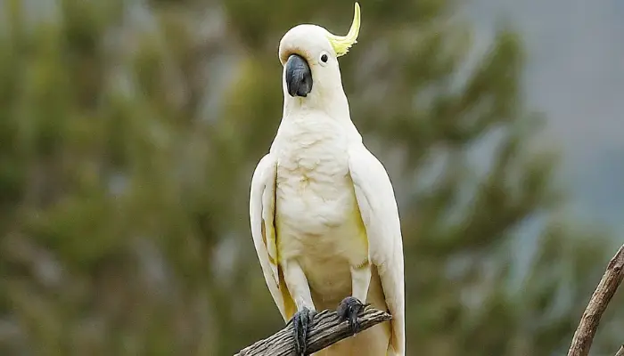 Sulphur-Crested Cockatoo Price