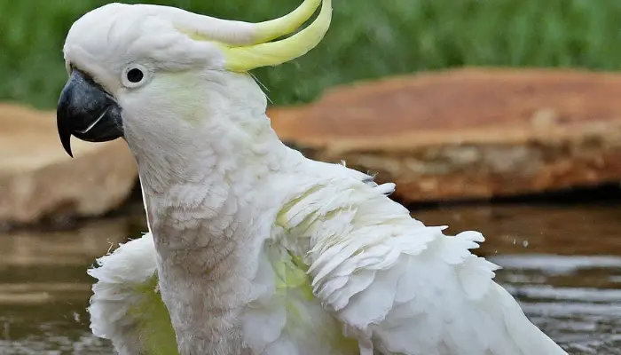 Sulphur-crested Cockatoo