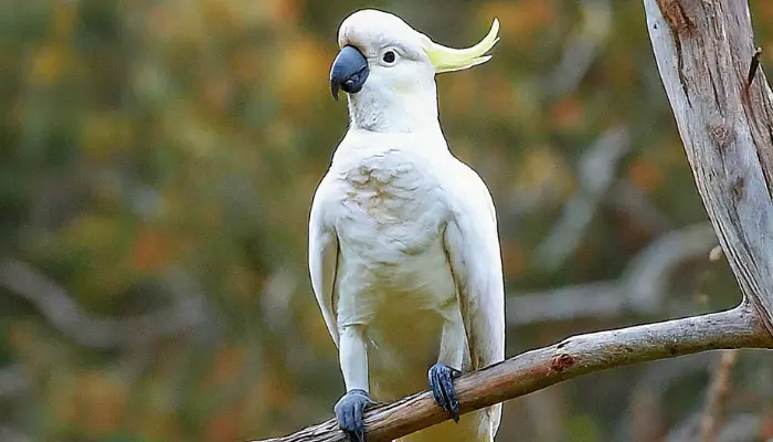 Sulphur-crested Cockatoo