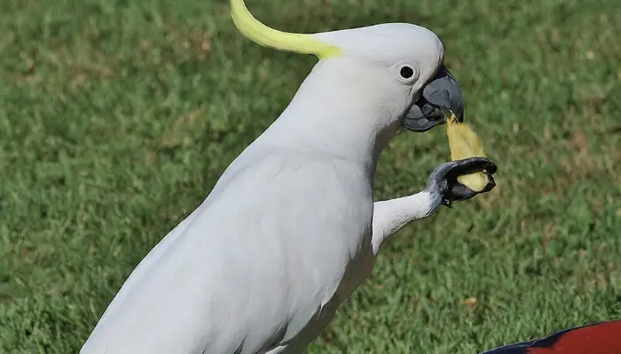 Sulphur-crested Cockatoo