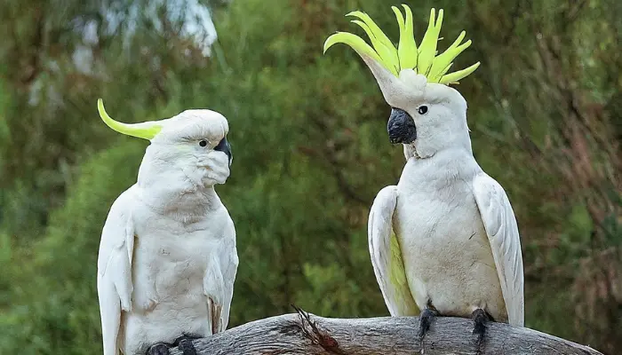 Sulphur-crested Cockatoo