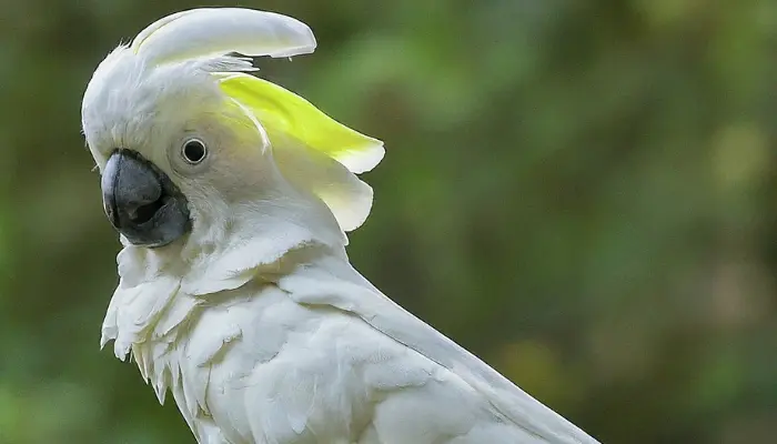 Umbrella Cockatoo