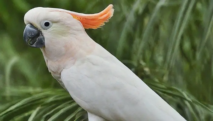 Umbrella Cockatoo