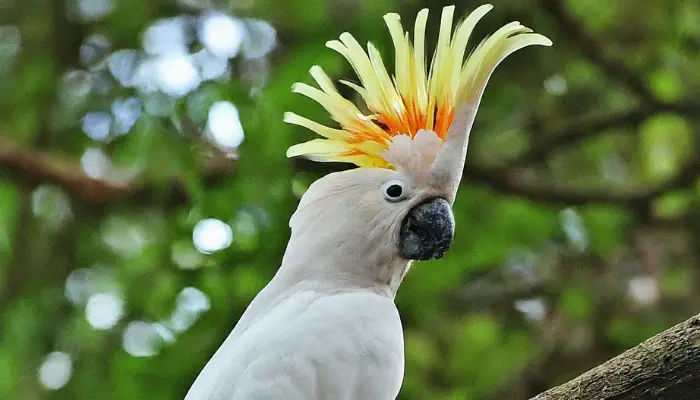 Umbrella Cockatoo