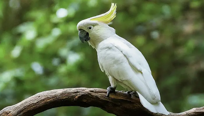 Umbrella Cockatoo