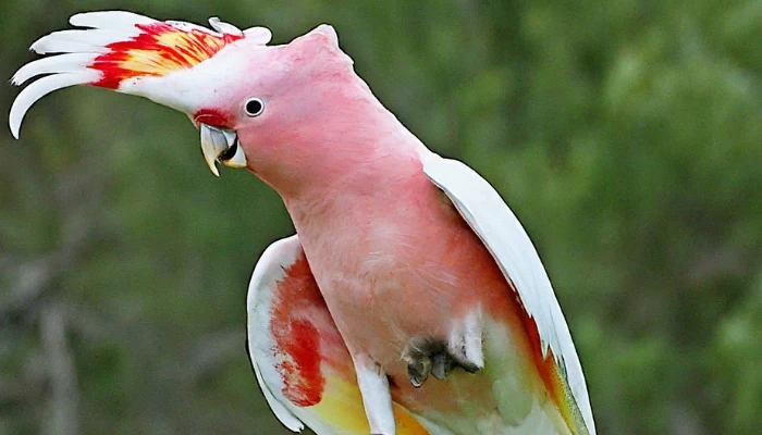 Major Mitchell's Cockatoo