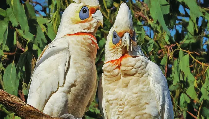 Western Corella cockatoo