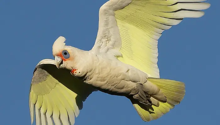 Western Corella cockatoo