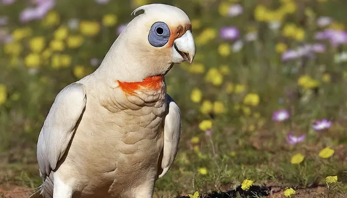 Western Corella cockatoo