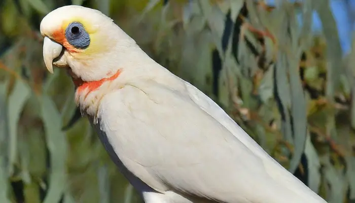 Western Corella cockatoo