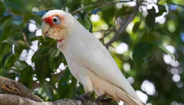 Western Corella