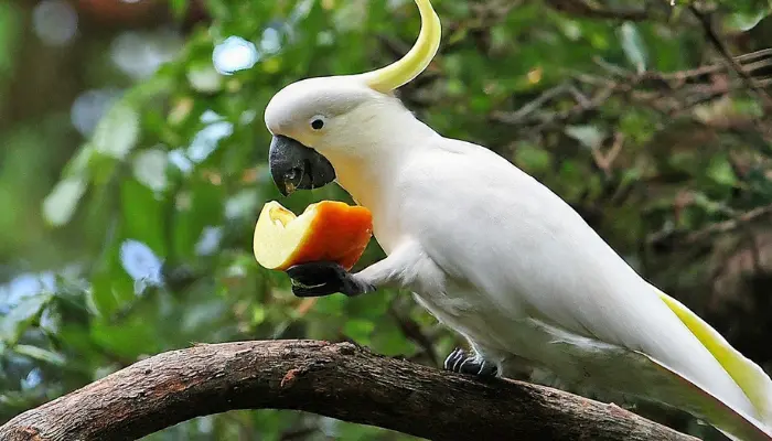 What Do Cockatoos Eat 