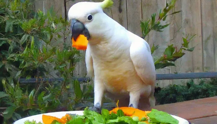 What Do Cockatoos Eat 