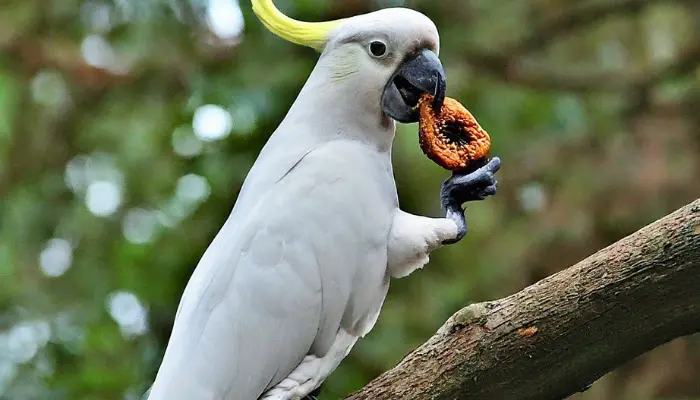 What Do Cockatoos Eat 