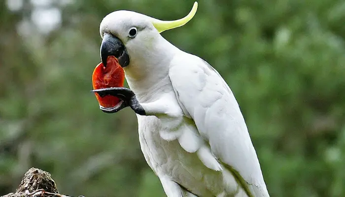 What Do Cockatoos Eat 