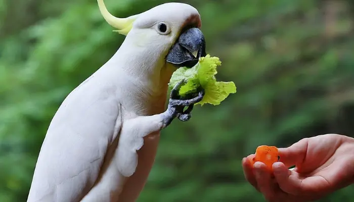 What Do Cockatoos Eat 