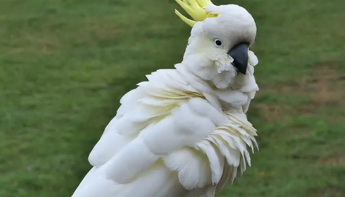 Why Cockatoos Puff Up