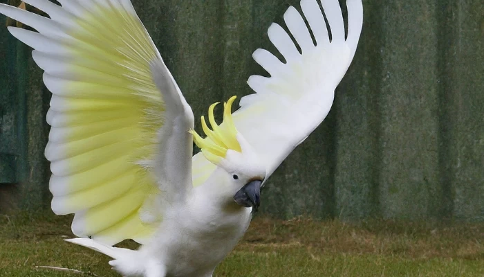 Why Do Cockatoos Dance