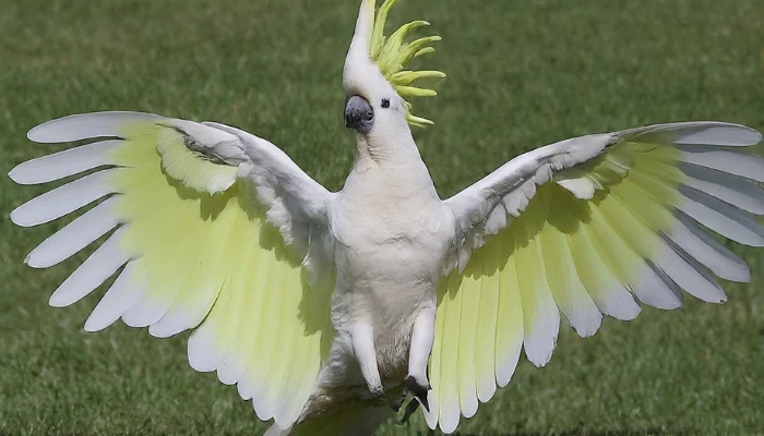 Why Do Cockatoos Dance