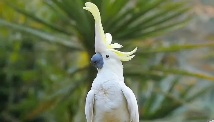 Why do Cockatoos Raise Their Crests