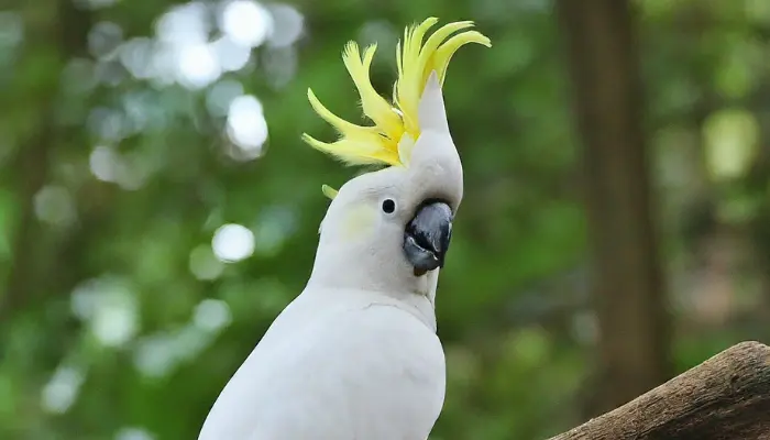 Why do Cockatoos Raise Their Crests