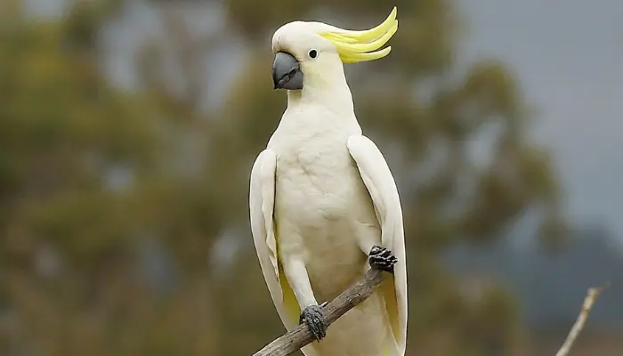 Yellow-Crested Cockatoo