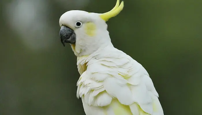 Yellow-Crested Cockatoo