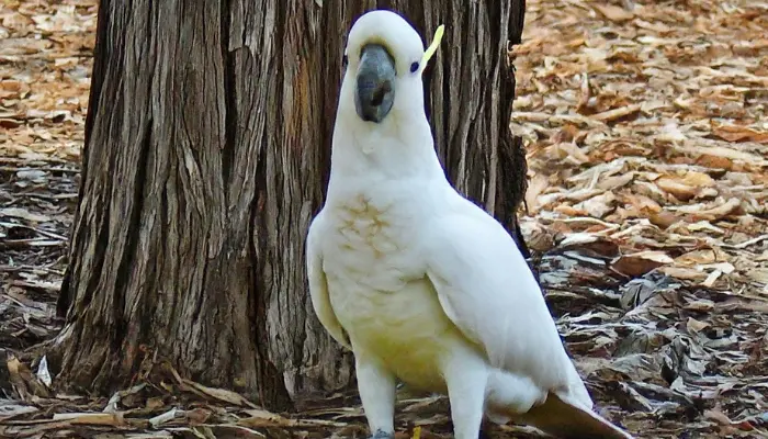 Yellow-Crested Cockatoo