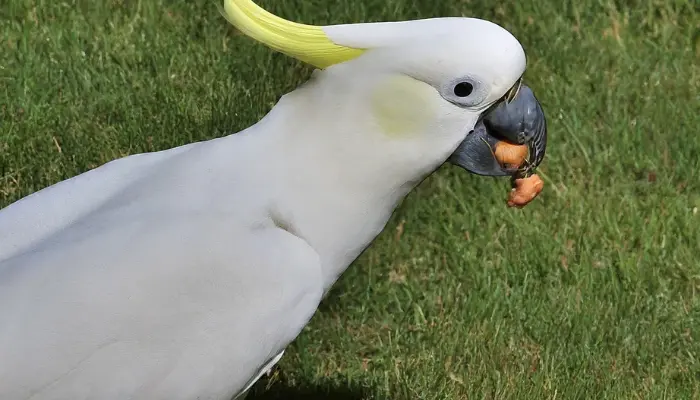 Yellow-Crested Cockatoo