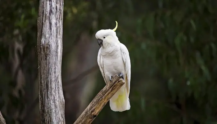 Yellow-Crested Cockatoo