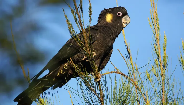 Yellow-Tailed Black Cockatoo