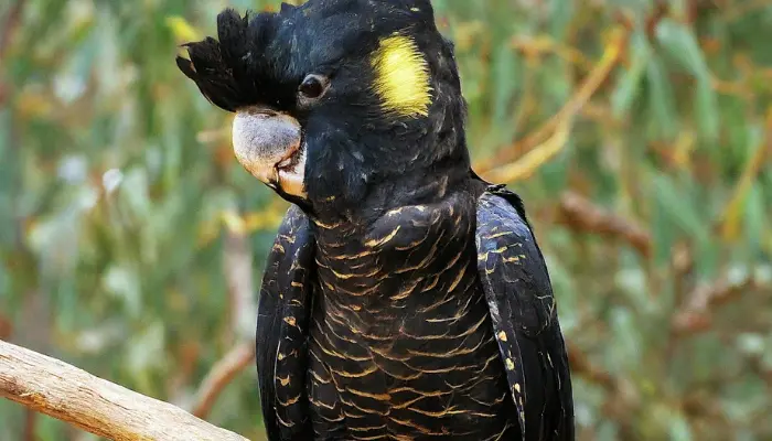  Yellow-tailed Black Cockatoo