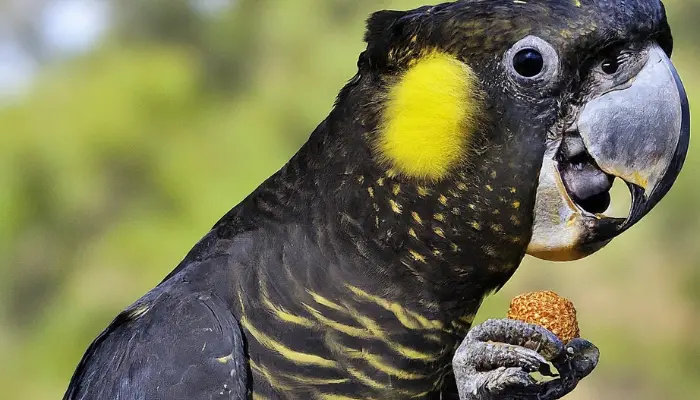  Yellow-tailed Black Cockatoo