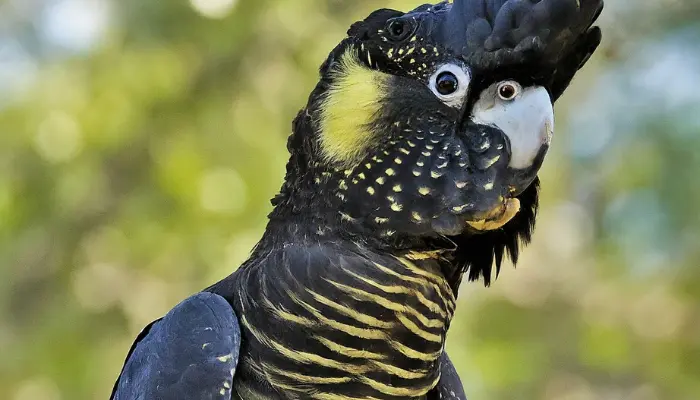  Yellow-tailed Black Cockatoo