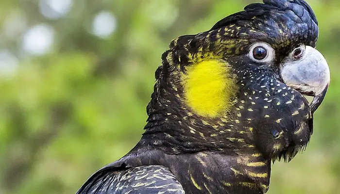  Yellow-tailed Black Cockatoo