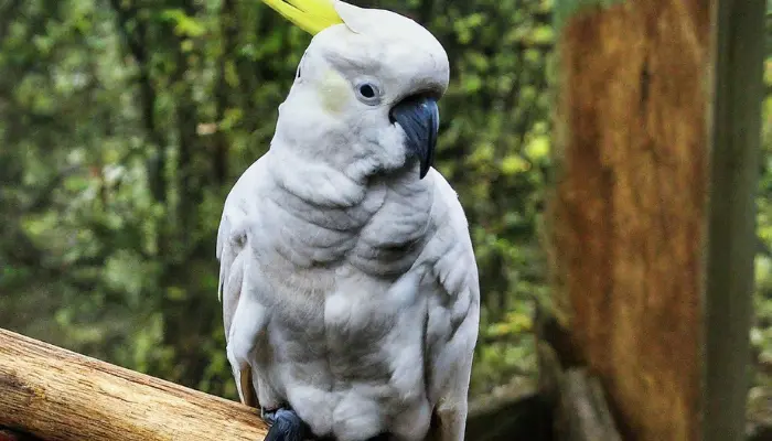 Are Cockatoos Affectionate